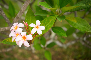 Nature's pattern, frangipani or plumeria flowers on blurred background. Spa and wellness concept. Selective focusing.