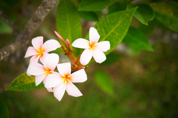 Nature's pattern, frangipani or plumeria flowers on blurred background. Spa and wellness concept. Selective focusing.