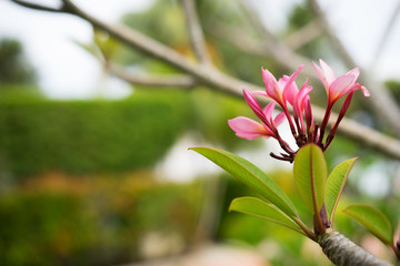 Nature's pattern, frangipani or plumeria flowers on blurred background. Spa and wellness concept. Selective focusing.