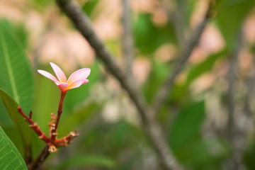 Nature's pattern, frangipani or plumeria flowers on blurred background. Spa and wellness concept. Selective focusing.