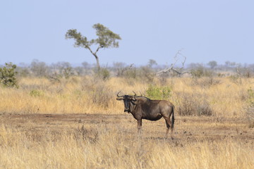 Fototapeta premium GNU DEL KRUGER NATIONAL PARK, SUDAFRICA