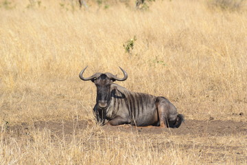 GNU DEL KRUGER NATIONAL PARK, SUDAFRICA