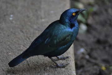 UCCELLO SUDAFRICANO