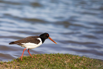 Water and bird Oystercatcher. Blue sea background. Eurasian Oystercatcher Haematopus ostralegus.