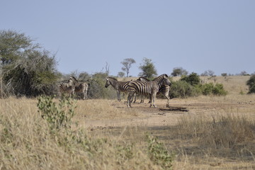 Fototapeta na wymiar ZEBRA DEL KRUGER NATIONAL PARK, SUDAFRICA