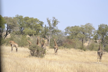 Fototapeta na wymiar GIRAFFE DEL KRUGER NATIONAL PARK, SUDAFRICA