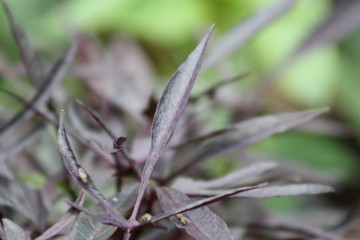 Purple Leaves