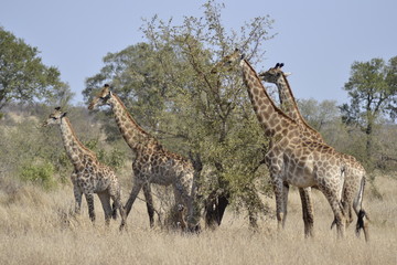 GIRAFFE DEL KRUGER NATIONAL PARK, SUDAFRICA