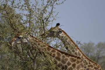 GIRAFFE DEL KRUGER NATIONAL PARK, SUDAFRICA