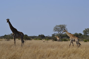 GIRAFFE DEL KRUGER NATIONAL PARK, SUDAFRICA