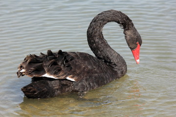 Naklejka premium un cygne noir