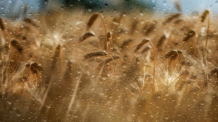 Crop field full of wheat with raindrops