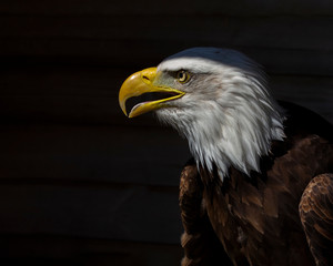 American bald eagle isolated against dark background