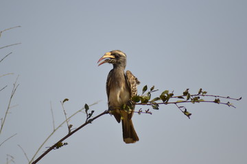 BUCERO DEL SUDAFRICA, KRUGER NATIONAL PARK