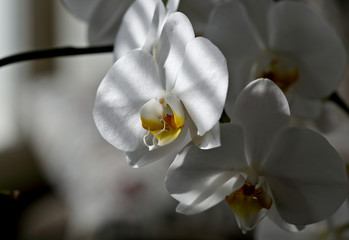 Fototapeta na wymiar White orchid on green background