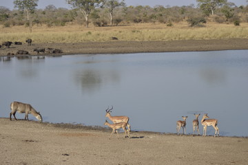 Fototapeta na wymiar KRUGER NATIONAL PARK, SUDAFRICA