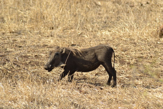 FACOCERI, SUDAFRICA