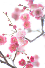 ピンクの梅