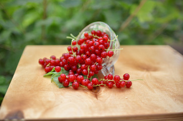 Red currant in the bowl. Fresh berries in nature. Still life with red berries.