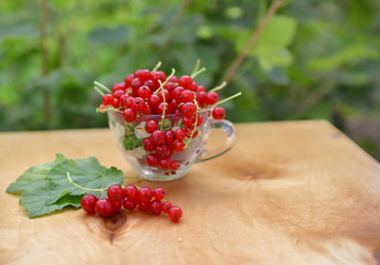 Red currant in the bowl. Fresh berries in nature. Still life with red berries.