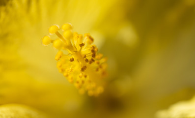 Hibiskus