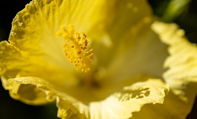 Hibiskus © Karsten