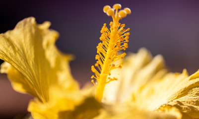 Hibiskus © Karsten