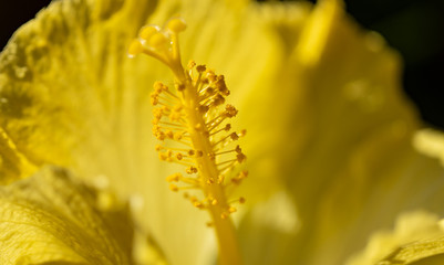Hibiskus © Karsten