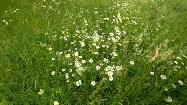 Chamomile flowers field. Daises Moving In Summer Breeze