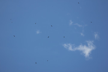 Phalacrocorax fuscicollis in blue sky