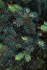 Obraz na płótnie Canvas Christmas fir tree branches background. Festive Xmas border of green pine tree.