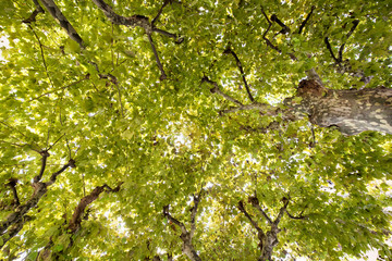Fototapeta premium Looking up into the leafy green tree canopy