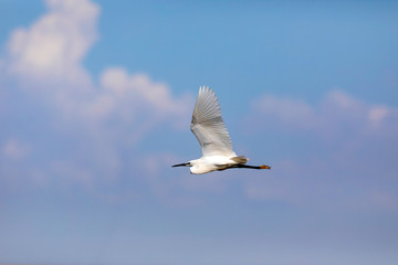 Flying Heron. Blue sky background. Little Egret. Egretta garzetta.