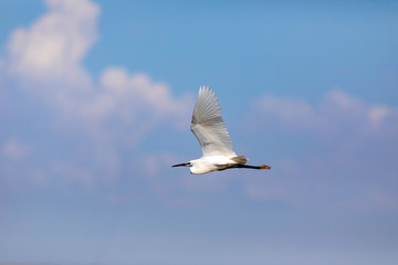 Flying Heron. Blue sky background. Little Egret. Egretta garzetta.