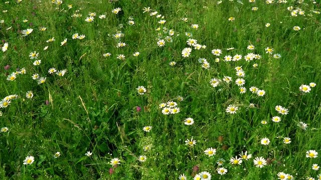 Chamomile flowers field. Daises Moving In Summer Breeze