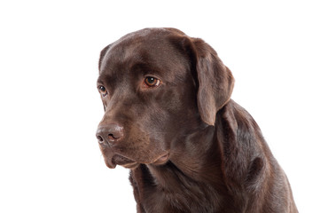 Close up headshot of a Labrador retriever puppy