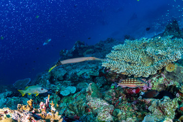 Naklejka na ściany i meble Trumpetfish on a Coral Reef