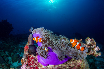 Clownfish in their host anemone on a tropical coral reef