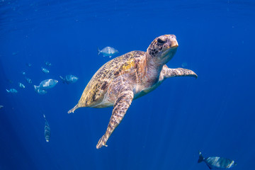 Green Sea Turtle in a Shallow Ocean
