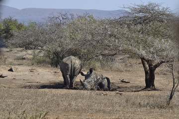 RINOCERONTI, KRUGER NATIONAL PARK, SUDAFRICA