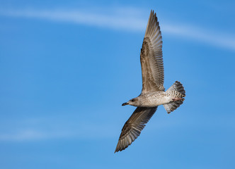 Möve im Flug
