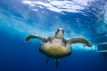 Obraz na płótnie Canvas Green Sea Turtle Behind a SCUBA Diving Boat in a Tropical Ocean