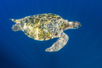 Green Sea Turtle in a Shallow Ocean
