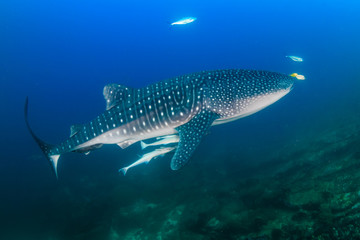 Large Whaleshark in a blue water tropical ocean