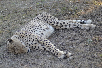 GHEPARDO, KRUGER NATIONAL PARK, SUDAFRICA