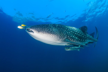 Naklejka premium Large Whaleshark in a blue water tropical ocean