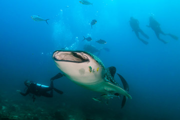 Fototapeta na wymiar Whale Shark in the Ocean with Background SCUBA Divers