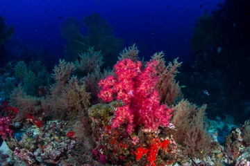 Fototapeta na wymiar Fragile but Healthy Tropical Coral Reef in Thailands Similan Islands
