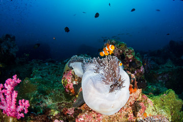 Clownfish in their host anemone on a tropical coral reef