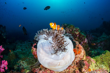 Fototapeta na wymiar Clownfish in their host anemone on a tropical coral reef